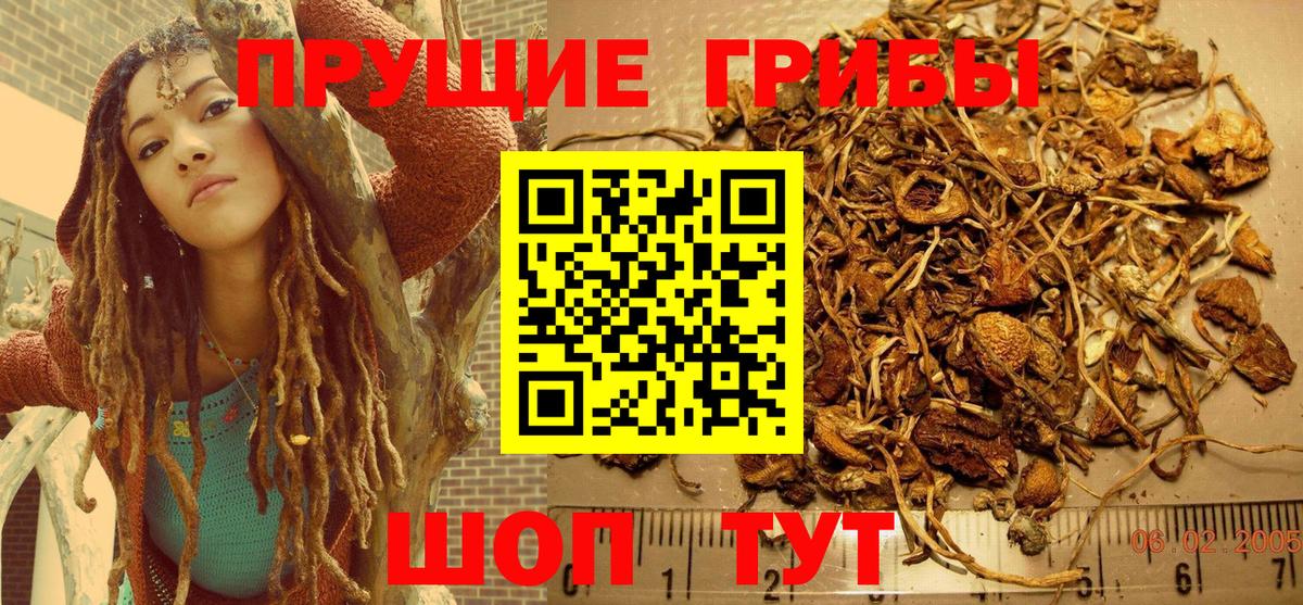 Псилоцибиновые грибы мицелий  Курск  Галлюциногенные грибы Cubensis 